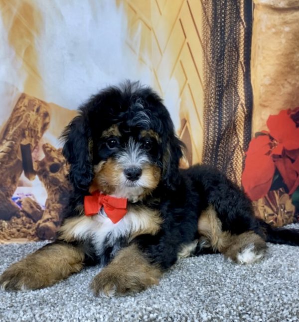 Photo of Mr. Baxter the Mini-Bernedoodle puppy