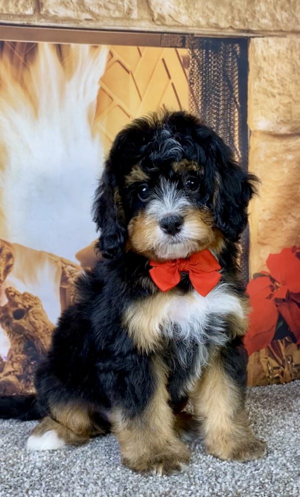 Photo of Mr. Baxter the Mini-Bernedoodle puppy