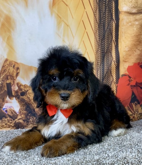 Mr. Blake the  Mini-Bernedoodle puppy