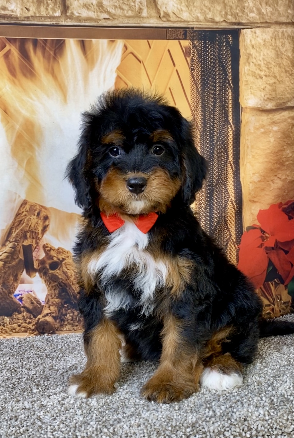 Photo of Mr. Blake the Mini-Bernedoodle puppy