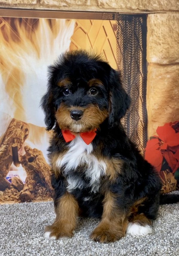 Photo of Mr. Blake the Mini-Bernedoodle puppy