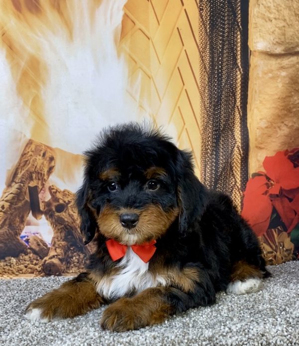 Photo of Mr. Blake the Mini-Bernedoodle puppy