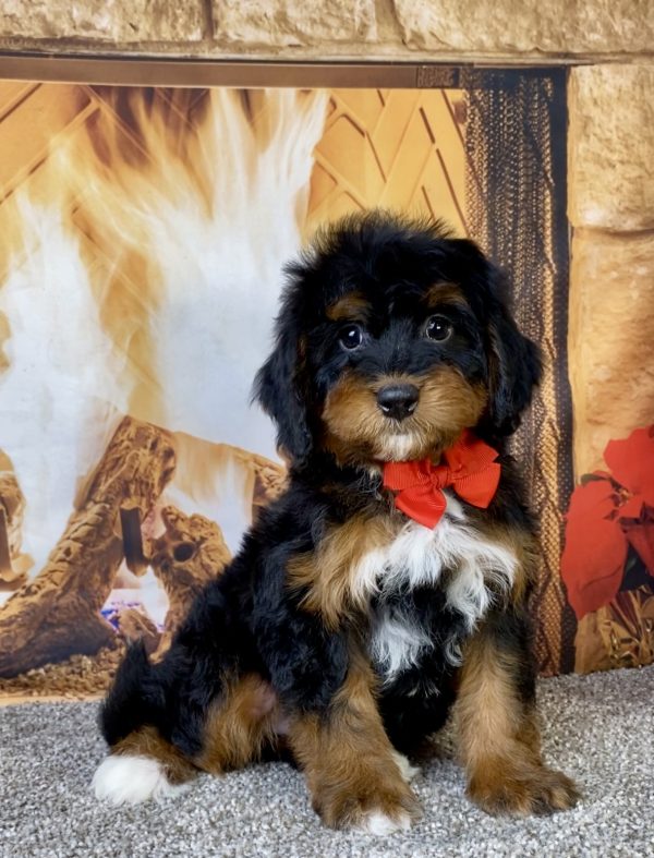 Photo of Mr. Blake the Mini-Bernedoodle puppy