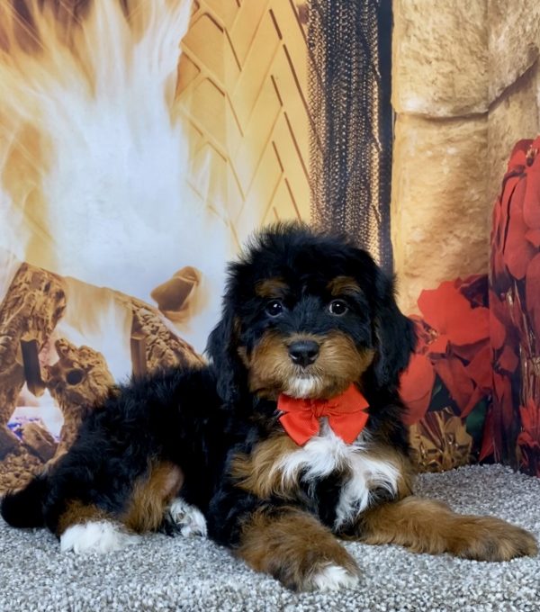 Photo of Mr. Blake the Mini-Bernedoodle puppy