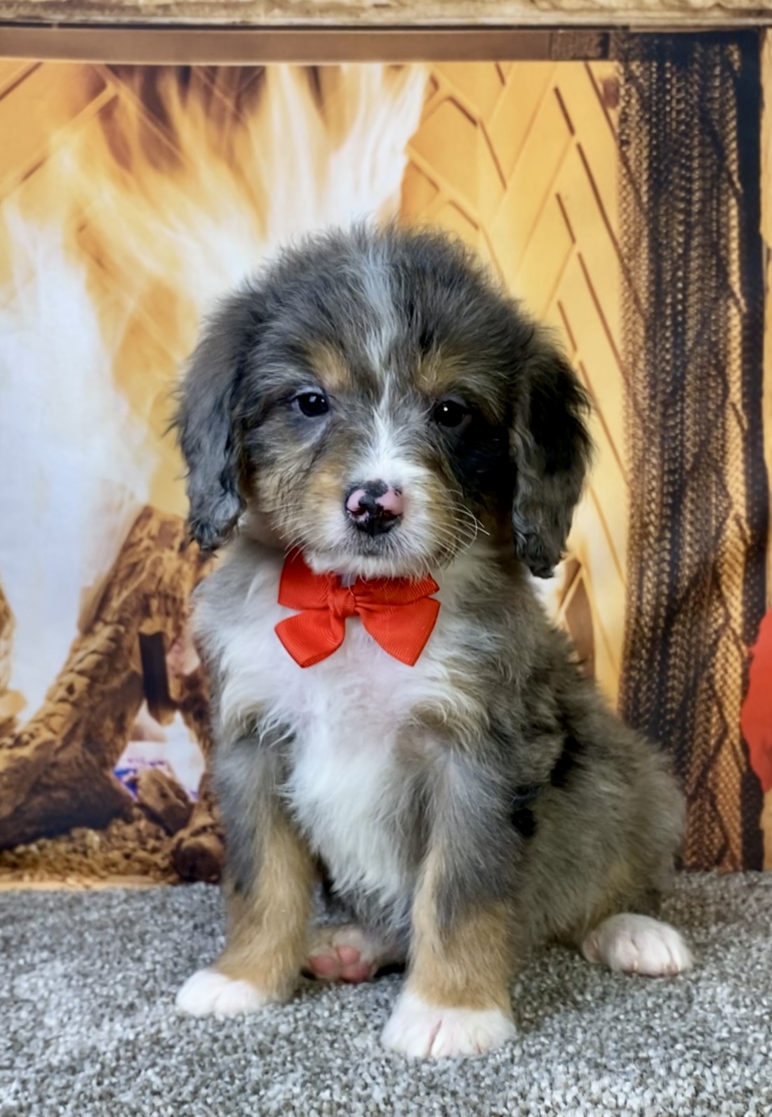 Photo of Mr. Chico the Mini-Bernedoodle puppy