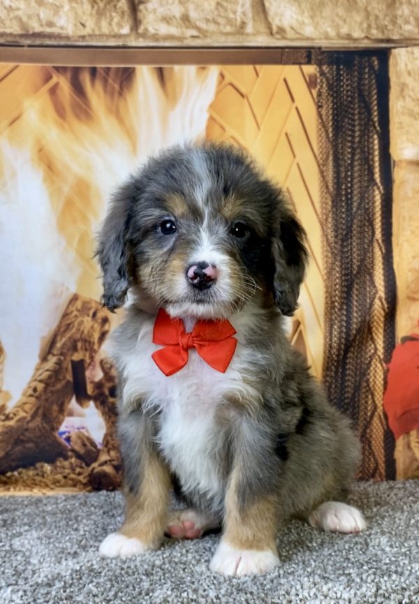 Photo of Mr. Chico the Mini-Bernedoodle puppy