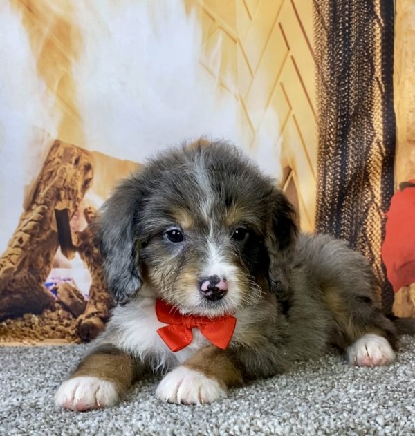 Photo of Mr. Chico the Mini-Bernedoodle puppy