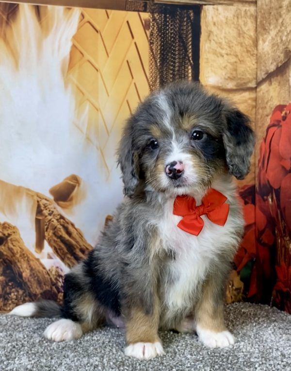 Photo of Mr. Chico the Mini-Bernedoodle puppy