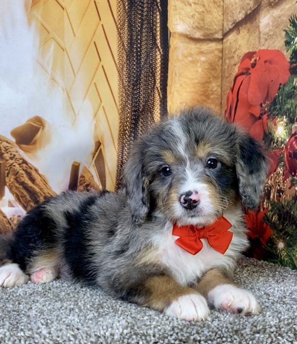 Photo of Mr. Chico the Mini-Bernedoodle puppy