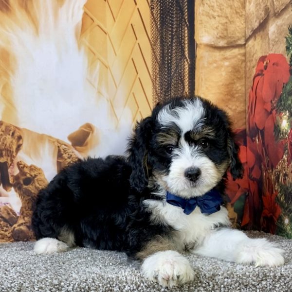 Mr. Chief the  Mini-Bernedoodle puppy