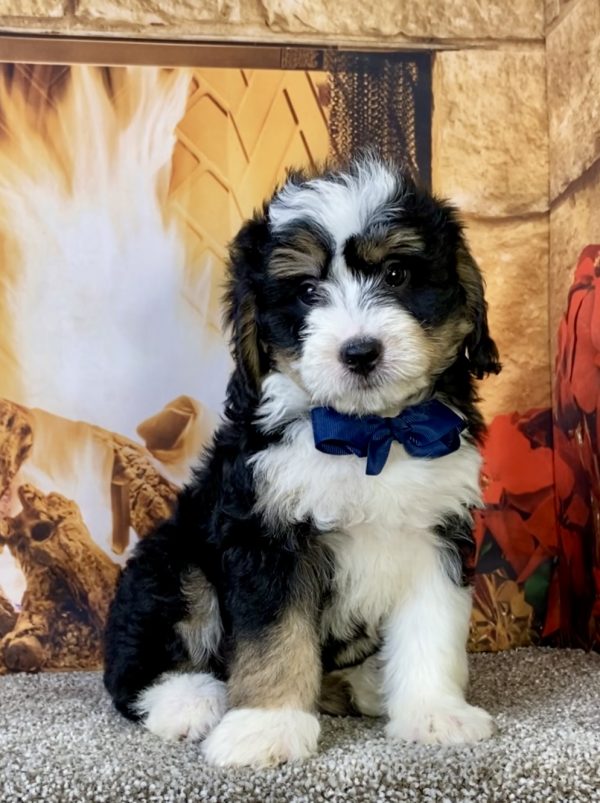 Photo of Mr. Chief the Mini-Bernedoodle puppy