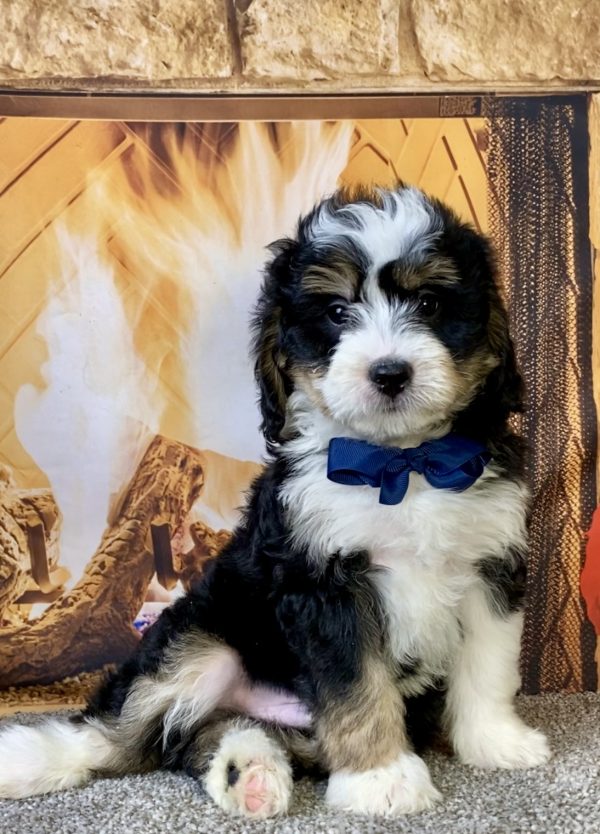 Photo of Mr. Chief the Mini-Bernedoodle puppy