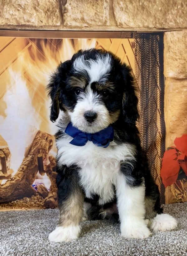 Photo of Mr. Chief the Mini-Bernedoodle puppy