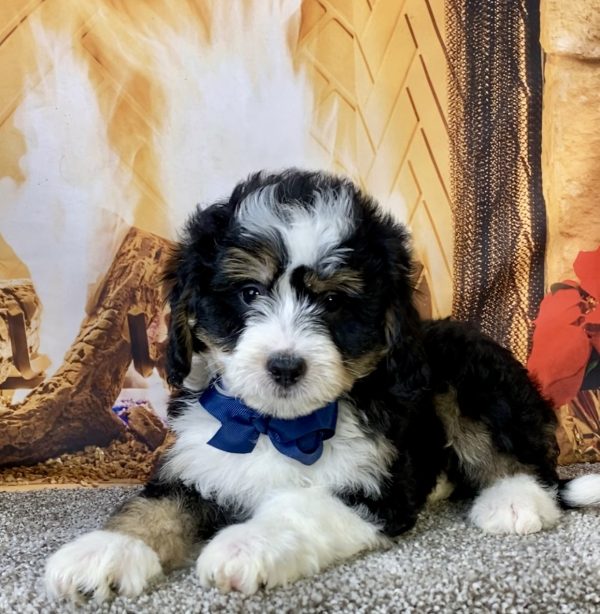 Photo of Mr. Chief the Mini-Bernedoodle puppy