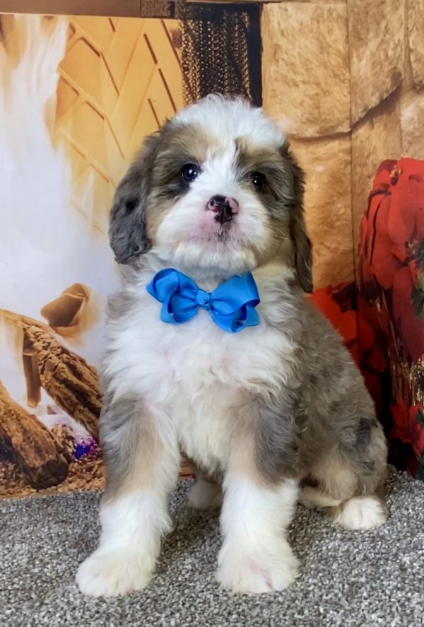 Photo of Mr. Cope the Mini-Bernedoodle puppy