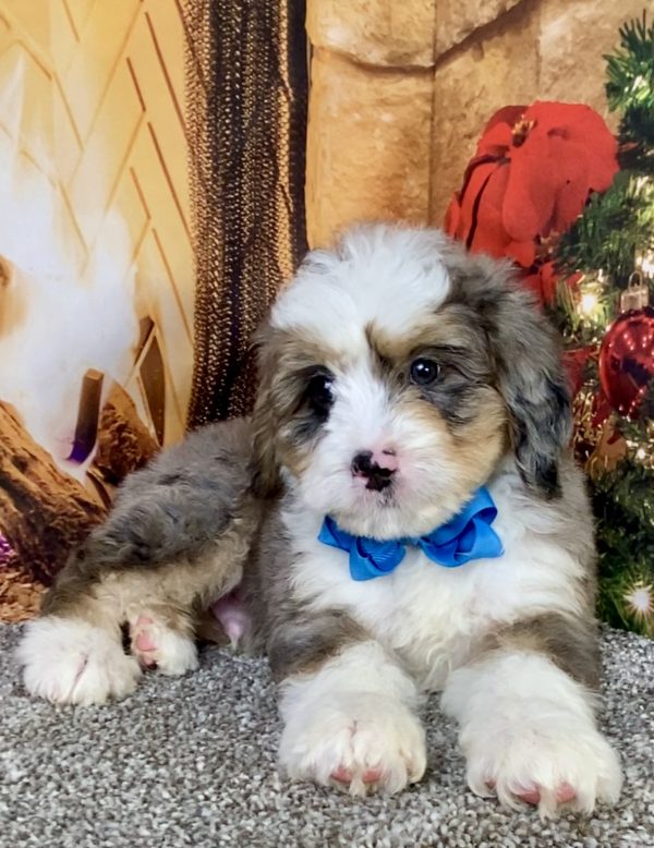 Photo of Mr. Cope the Mini-Bernedoodle puppy