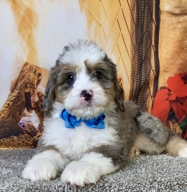 Photo of Mr. Cope the Mini-Bernedoodle puppy