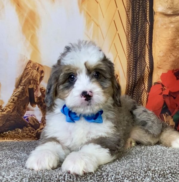 Photo of Mr. Cope the Mini-Bernedoodle puppy