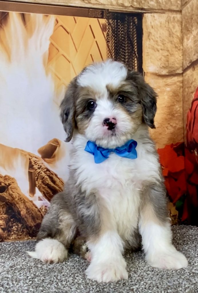 Photo of Mr. Cope the Mini-Bernedoodle puppy