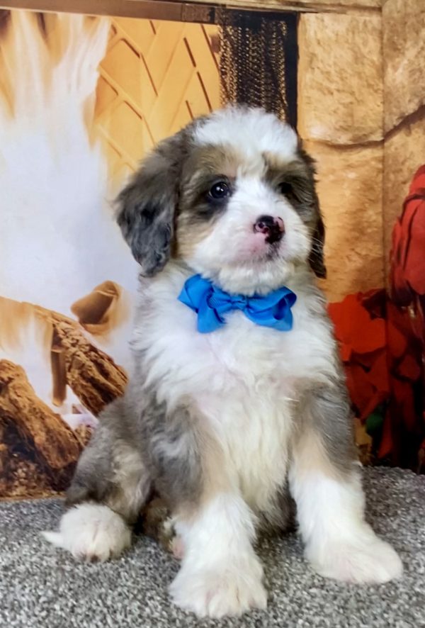 Photo of Mr. Cope the Mini-Bernedoodle puppy