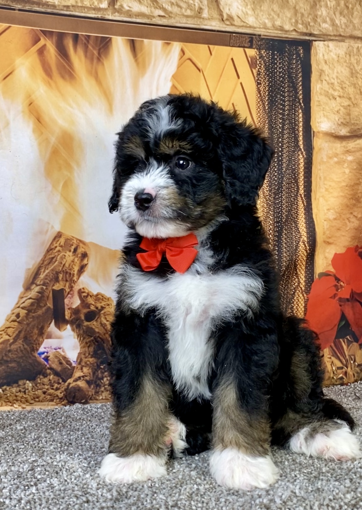 Photo of Mr. Curt the Mini-Bernedoodle puppy