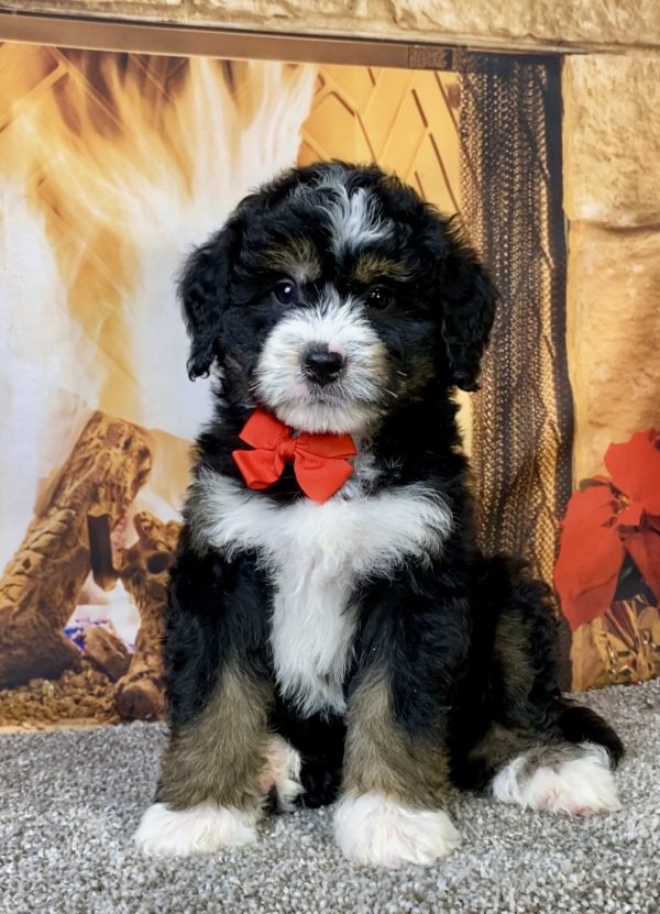 Mr. Curt  the  Mini-Bernedoodle puppy