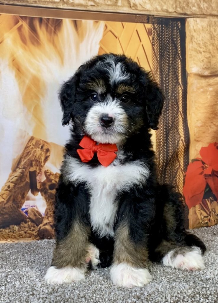 Photo of Mr. Curt the Mini-Bernedoodle puppy