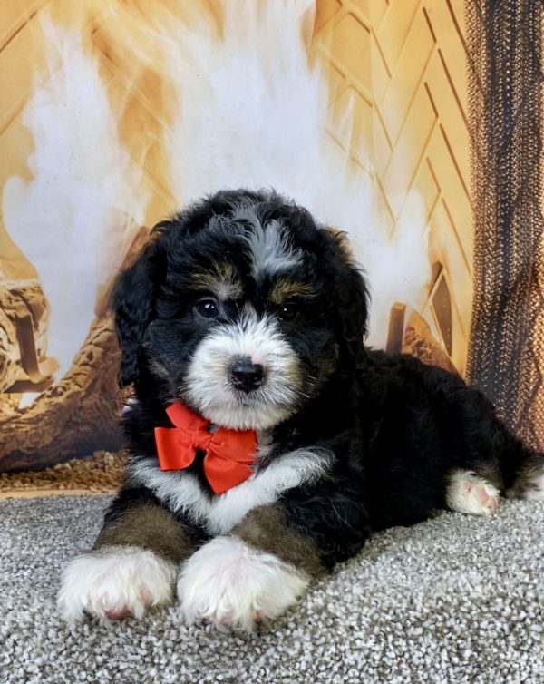 Photo of Mr. Curt the Mini-Bernedoodle puppy