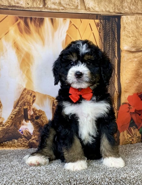 Photo of Mr. Curt the Mini-Bernedoodle puppy