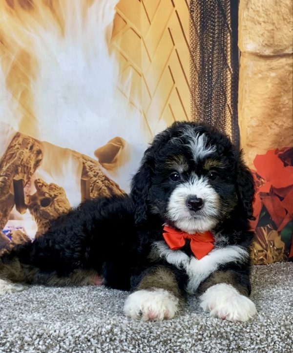 Photo of Mr. Curt the Mini-Bernedoodle puppy