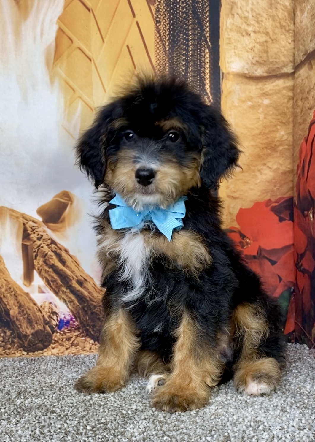 Photo of Mr. Daxter the Mini-Bernedoodle puppy