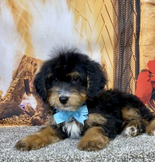 Photo of Mr. Daxter the Mini-Bernedoodle puppy