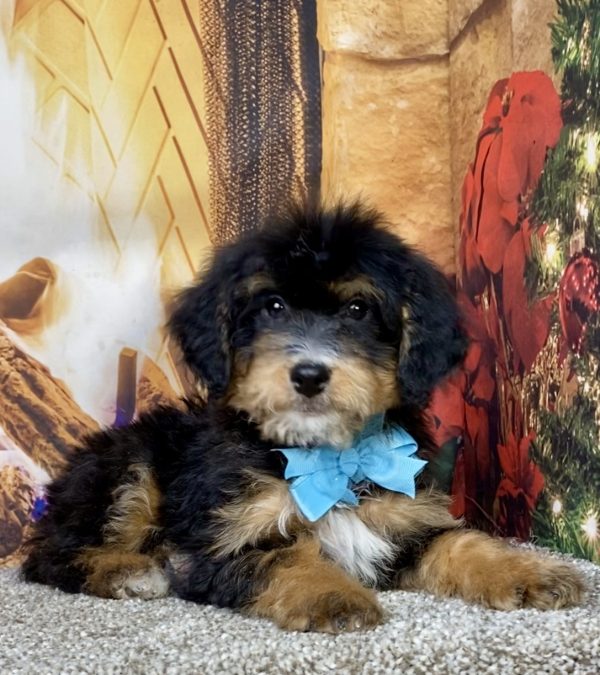 Photo of Mr. Daxter the Mini-Bernedoodle puppy