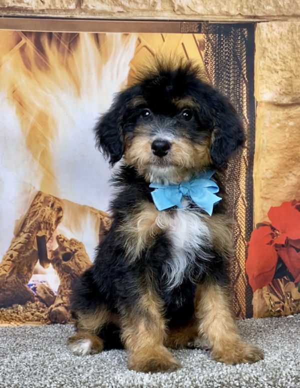 Photo of Mr. Daxter the Mini-Bernedoodle puppy