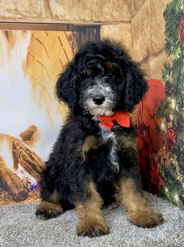 Mr. Diesel the Mini-Bernedoodle puppy