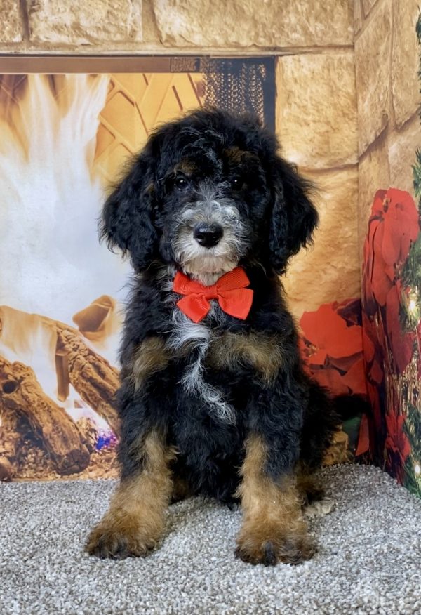 Photo of Mr. Deisel the Mini-Bernedoodle puppy