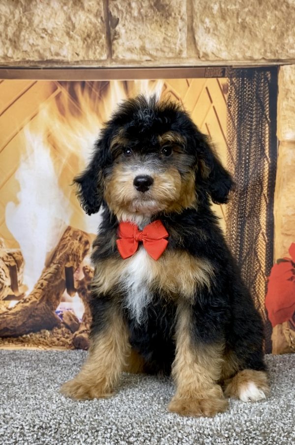 Mr. Denali the Mini-Bernedoodle puppy