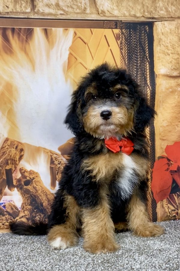 Photo of Mr. Denali the Mini-Bernedoodle puppy
