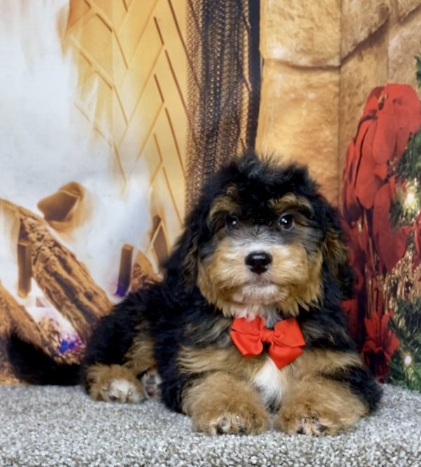 Photo of Mr. Denali the Mini-Bernedoodle puppy
