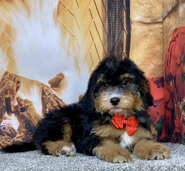Photo of Mr. Denali the Mini-Bernedoodle puppy