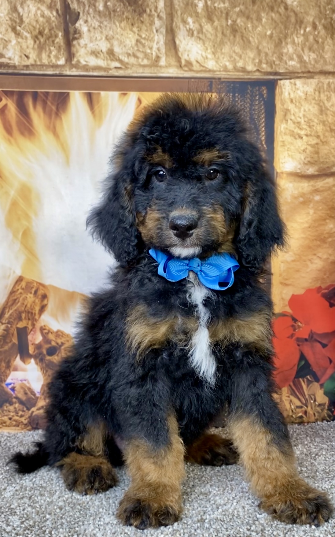 Photo of Mr. Duke the Mini-Bernedoodle puppy