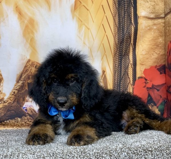Photo of Mr. Duke the Mini-Bernedoodle puppy