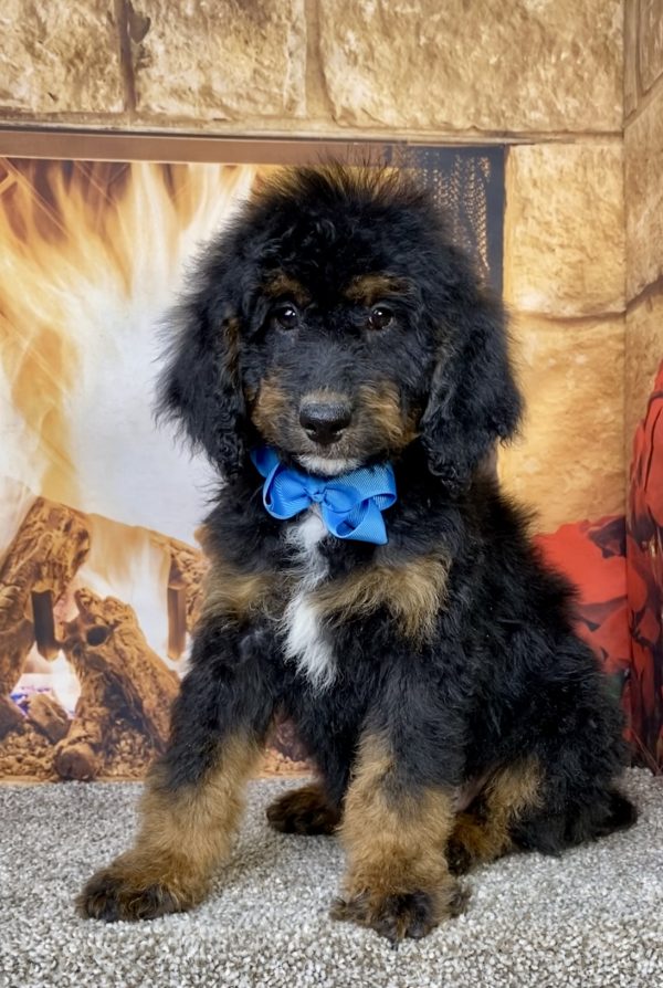 Photo of Mr. Duke the Mini-Bernedoodle puppy