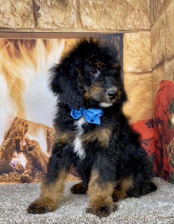 Photo of Mr. Duke the Mini-Bernedoodle puppy