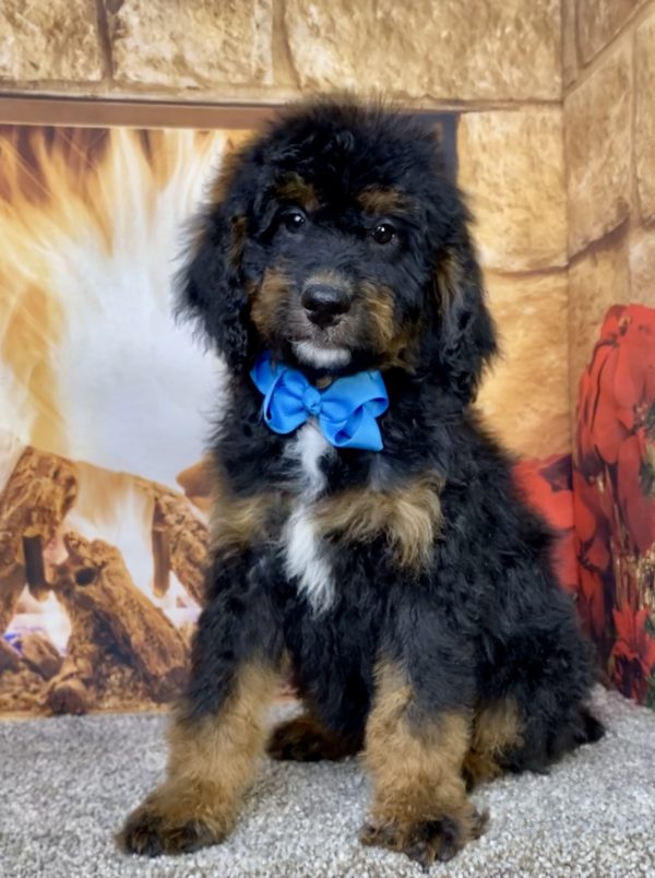 Photo of Mr. Duke the Mini-Bernedoodle puppy