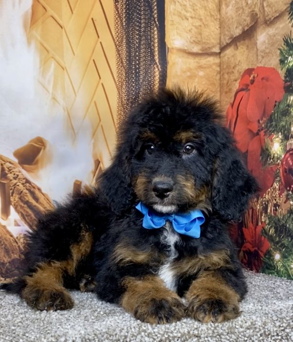 Photo of Mr. Duke the Mini-Bernedoodle puppy