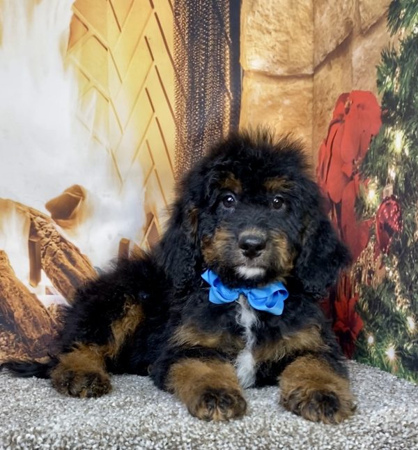 Photo of Mr. Duke the Mini-Bernedoodle puppy