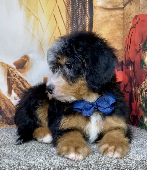 Photo of Mr. Duramax the Mini-Bernedoodle puppy
