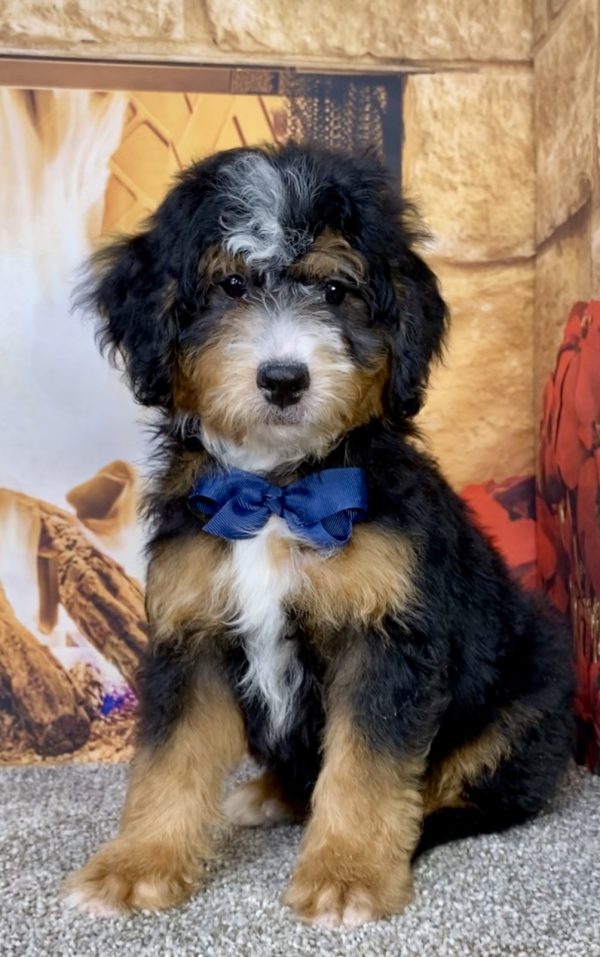 Photo of Mr. Duramax the Mini-Bernedoodle puppy