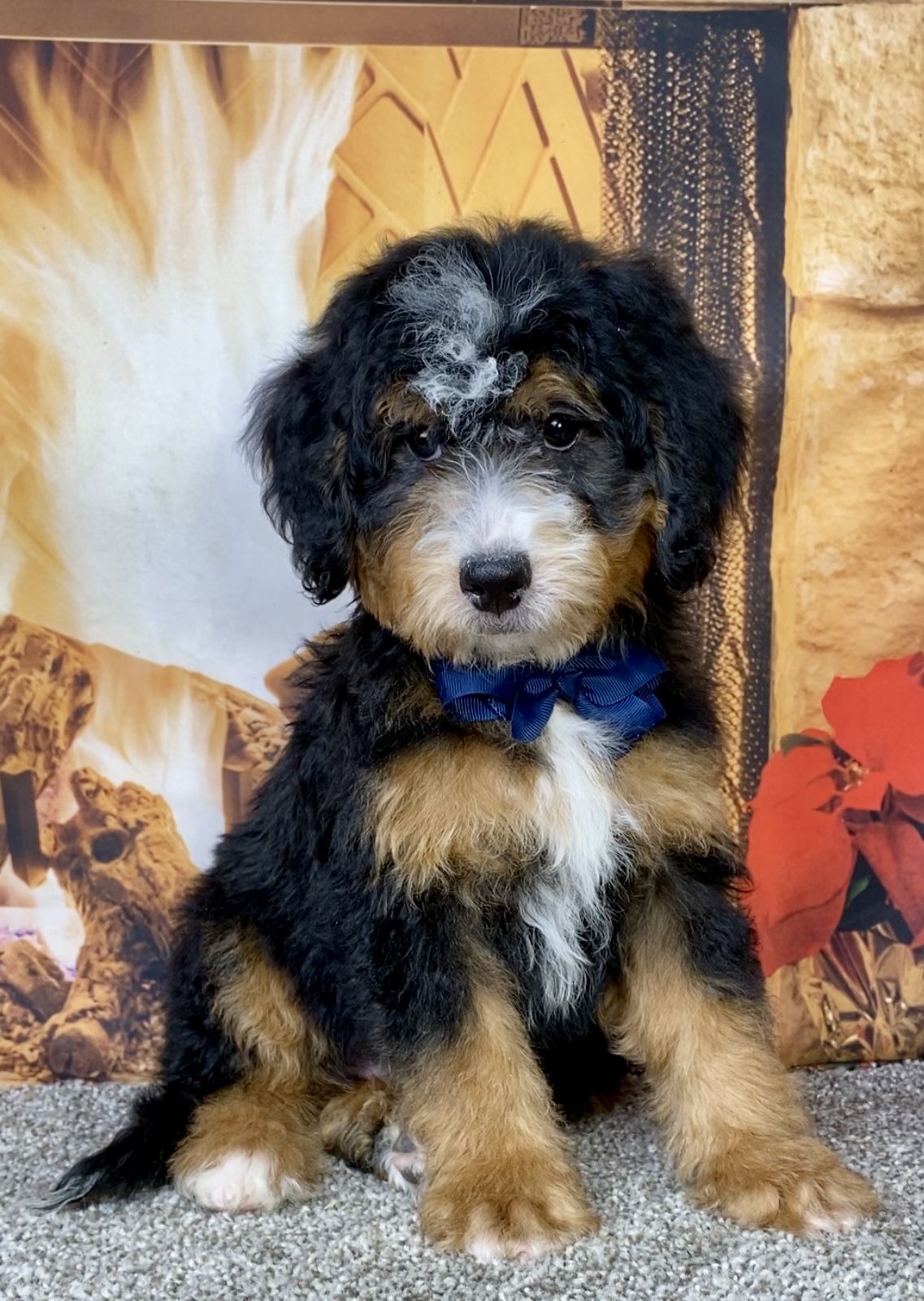 Photo of Mr. Duramax the Mini-Bernedoodle puppy